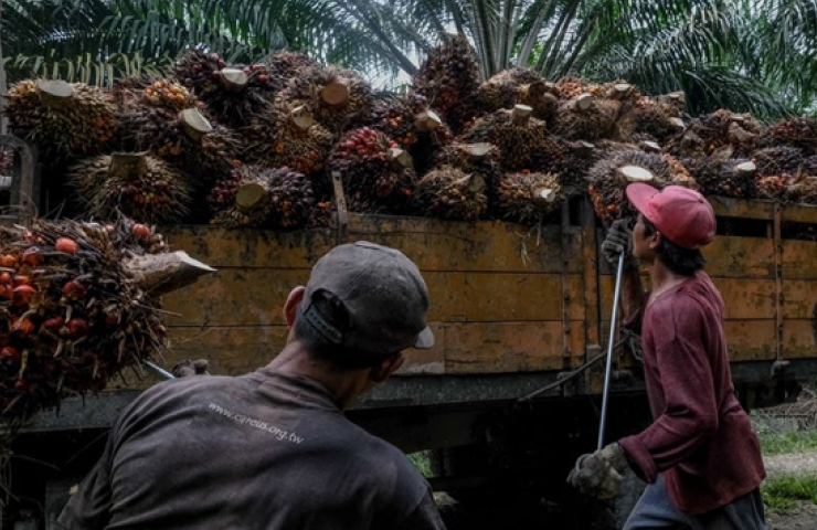 팜유 농장에서 일하는 이주 노동자 (출처: Bloomberg)